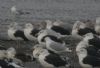 Glaucous Gull at Canvey Wick (Steve Arlow) (46037 bytes)